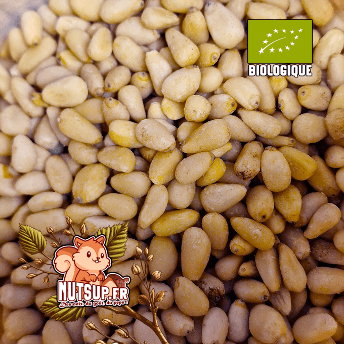 Pignon de pin Bio